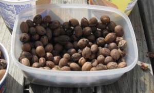 Campground pecans - free food!